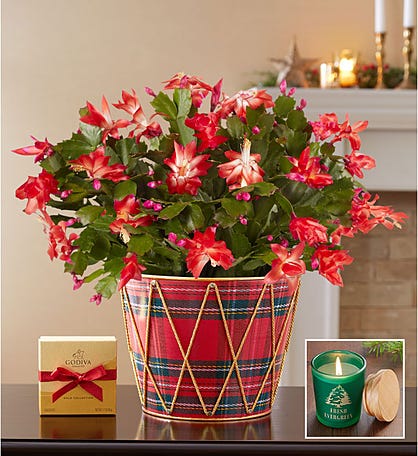 Christmas Cactus + Free Candle